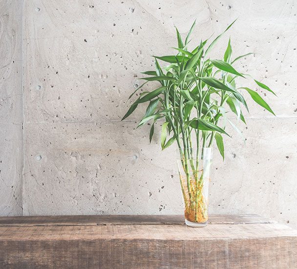 Plant in a vase on a table.