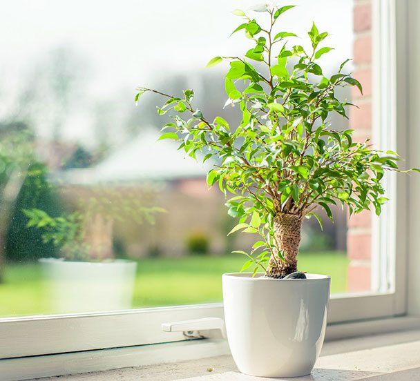 Small plant on a sunny window sill.