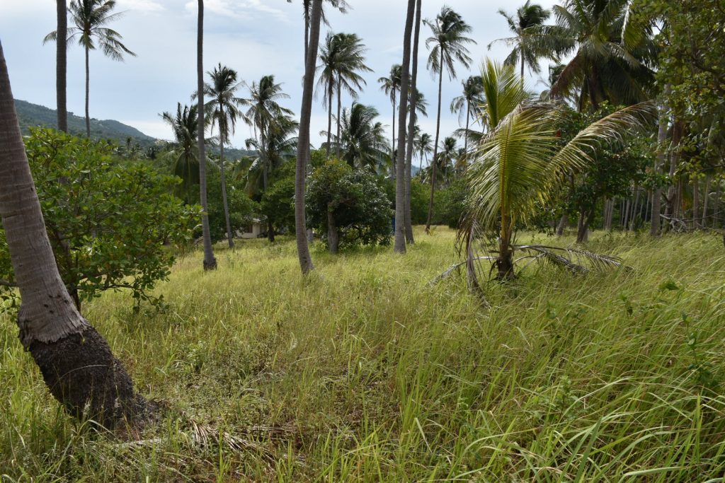 terrain avec vue cocoteraie koh samui