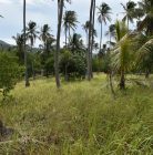 椰子观在苏梅岛的土地情节