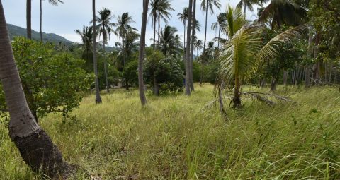 coconut view plot of land koh samui