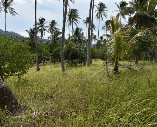 椰子观在苏梅岛的土地情节