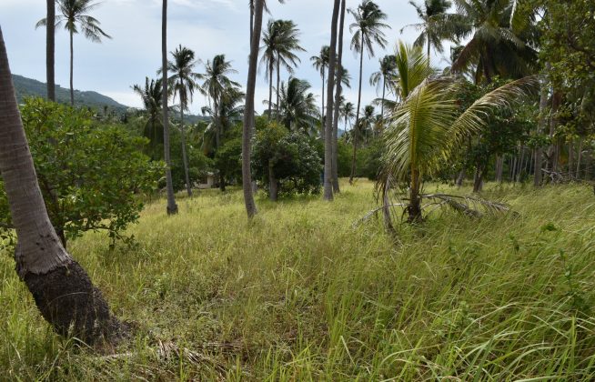 terrain avec vue cocoteraie koh samui