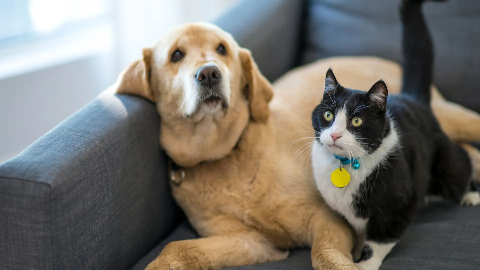 A golden retriever and a black-and-white cat sitting together on a grey couch, both wearing collars with tags.