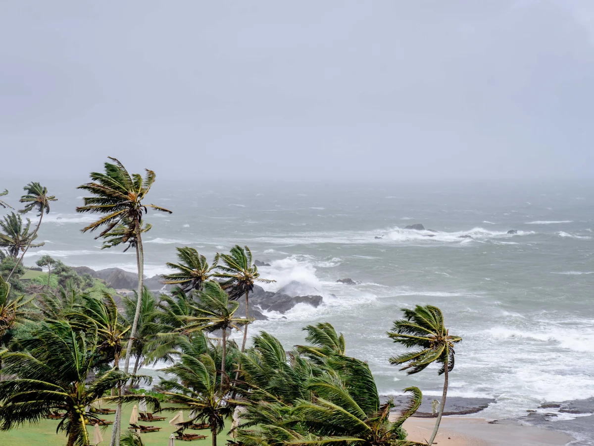 Palm trees bending in strong tropical storm winds